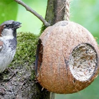 Pfiffikus Kokosnuss mit 3 Loechern 1 Stück – jetzt kaufen bei Stadtmühle Waldenbuch