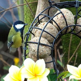 Pfiffikus Meisenknödel Spenderring 1 Stück – jetzt kaufen bei Stadtmühle Waldenbuch